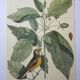 Gravure oiseau, héron bleu, repro Catesby/Seligmann