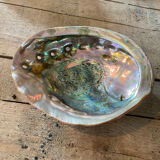 Coquille d'abalone coquille de nacre