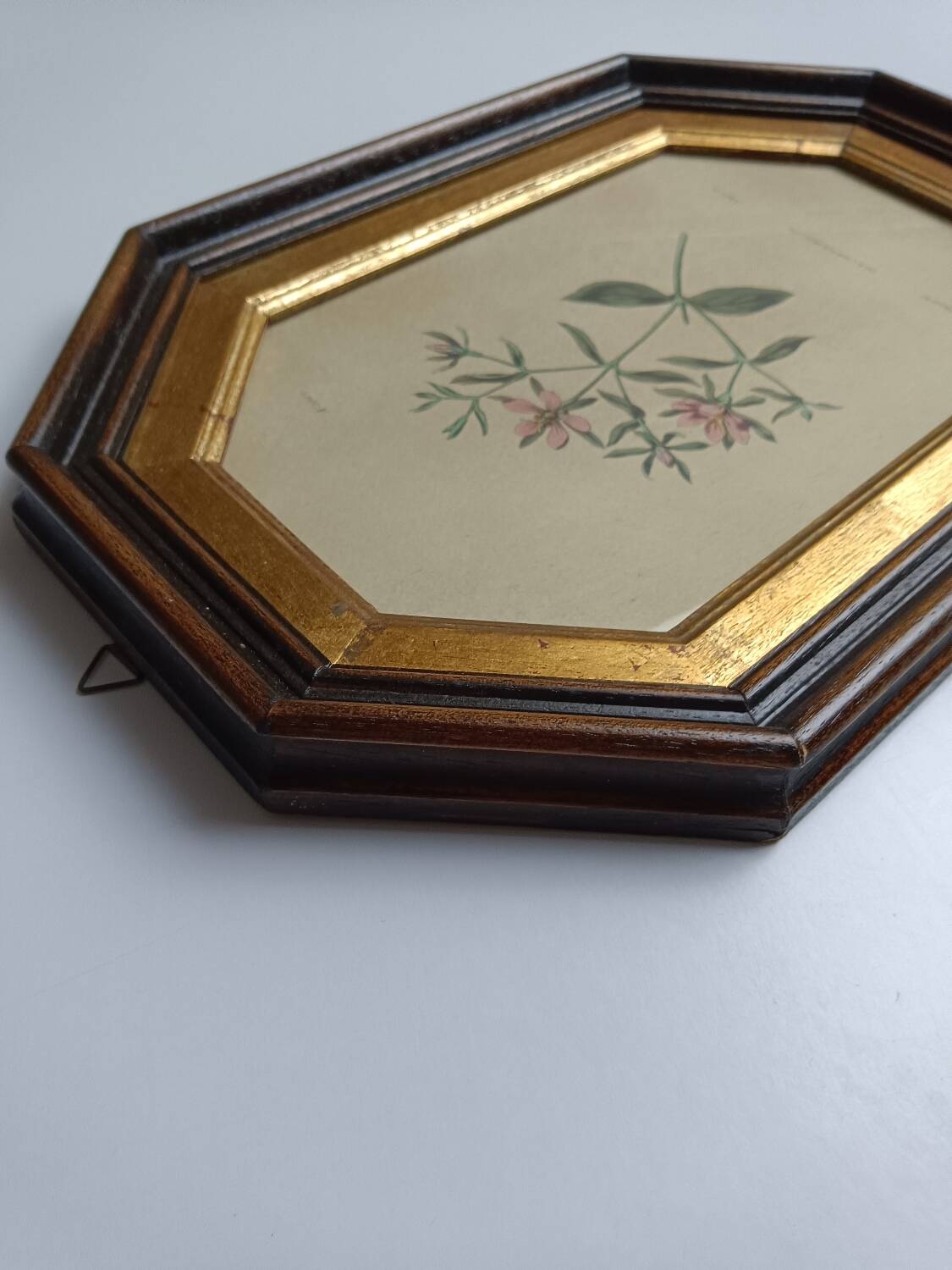 Old octagonal frame lithograph flower plant