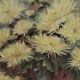 Table of yellow chrysanthemums