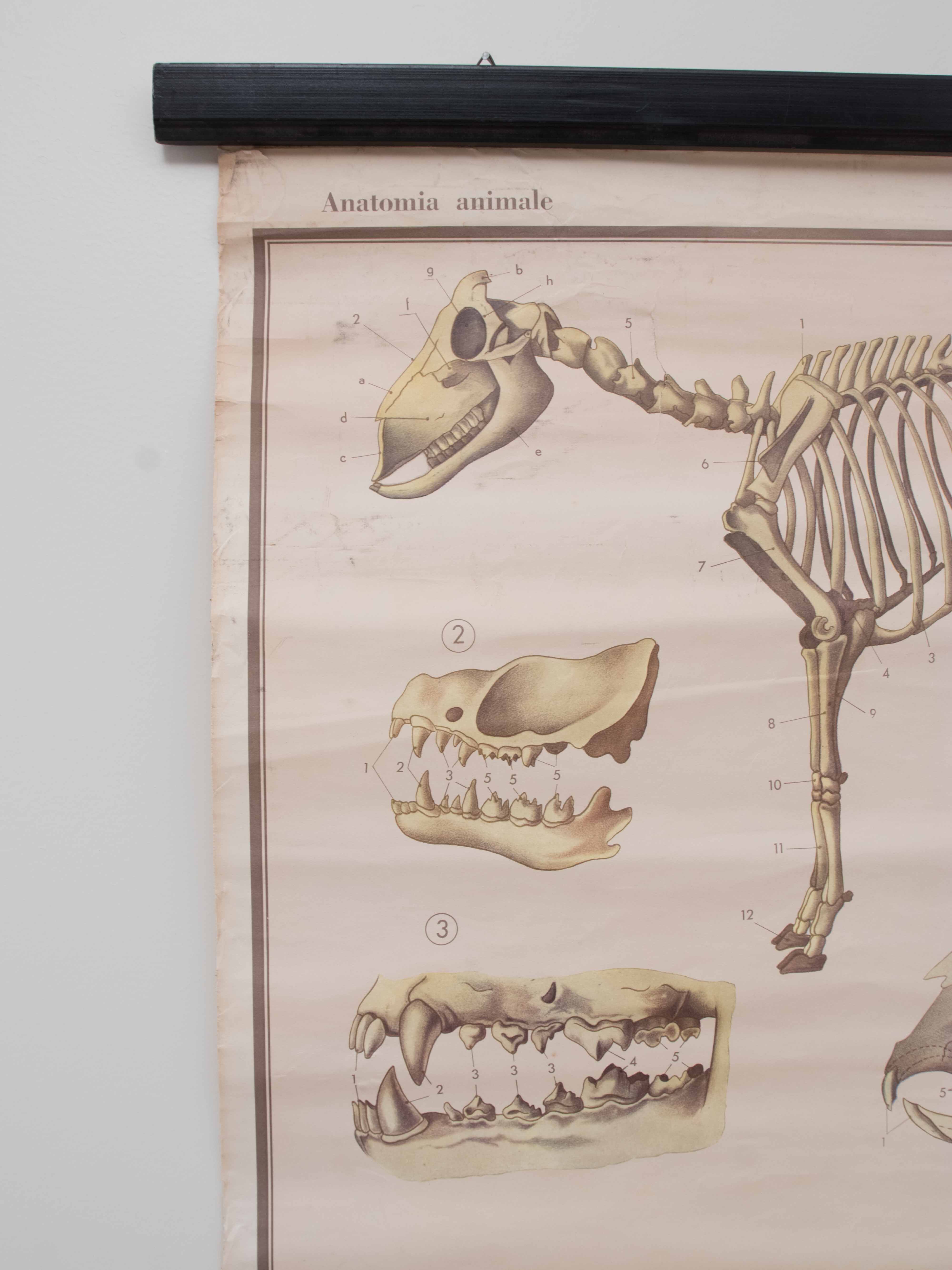 Vintage educational chart