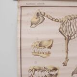 Vintage educational chart