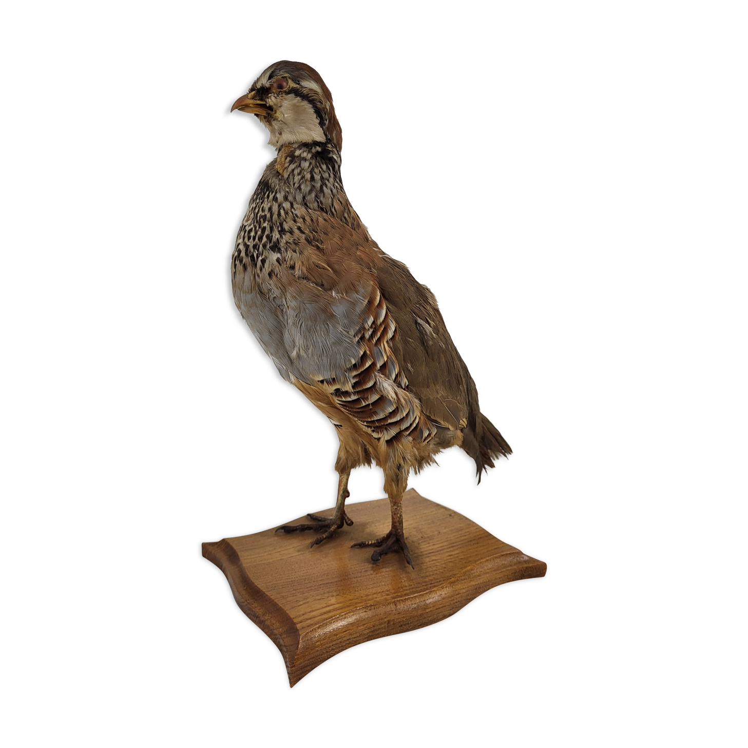 Stuffed partridge bird stuffed stuffed taxidermy