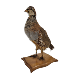 Stuffed partridge bird stuffed stuffed taxidermy