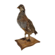 Oiseau perdrix empaillé naturalisé taxidermie