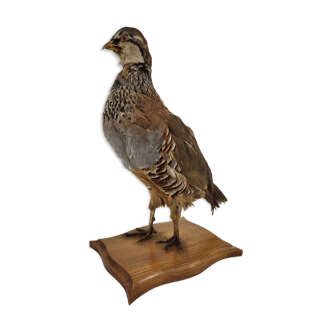Stuffed partridge bird stuffed stuffed taxidermy
