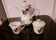 White porcelain coffee service of 3 pieces with a rose design.