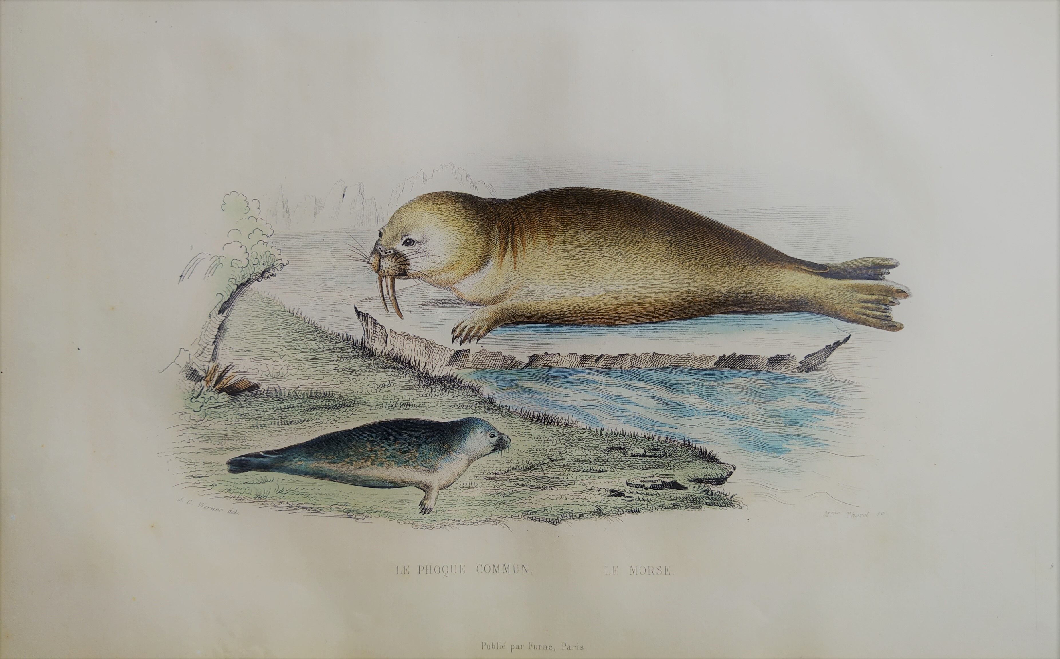Original zoological plank "Common Seal - Morse" Buffon 1838