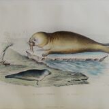 Original zoological plank "Common Seal - Morse" Buffon 1838
