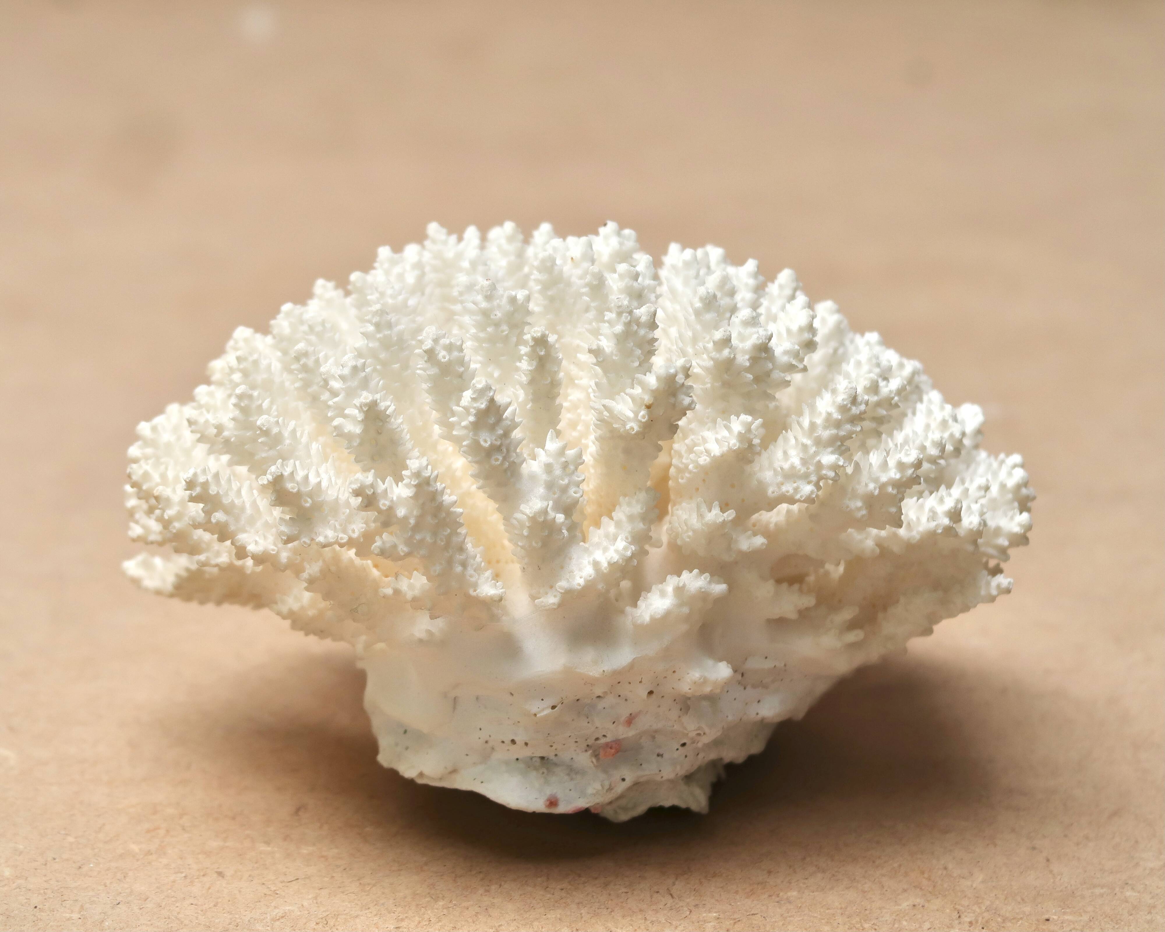 Natural white coral, 70s