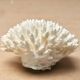 Natural white coral, 70s