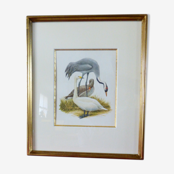Oiseaux, ancien collection Hepatior N°27