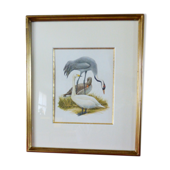 Oiseaux, ancien collection Hepatior N°27