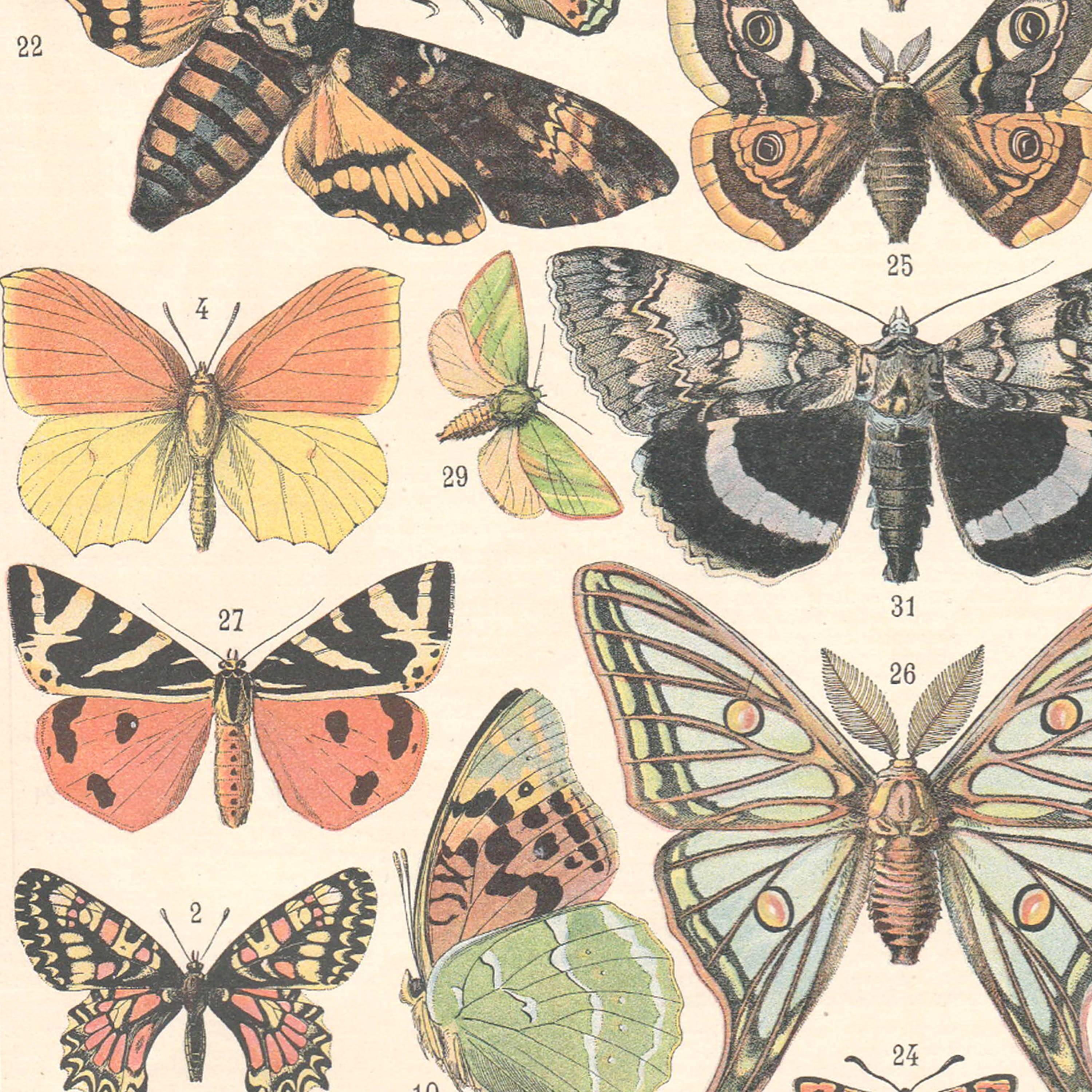 Lithograph plate butterflies of Europe 1900