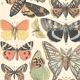 Lithograph plate butterflies of Europe 1900