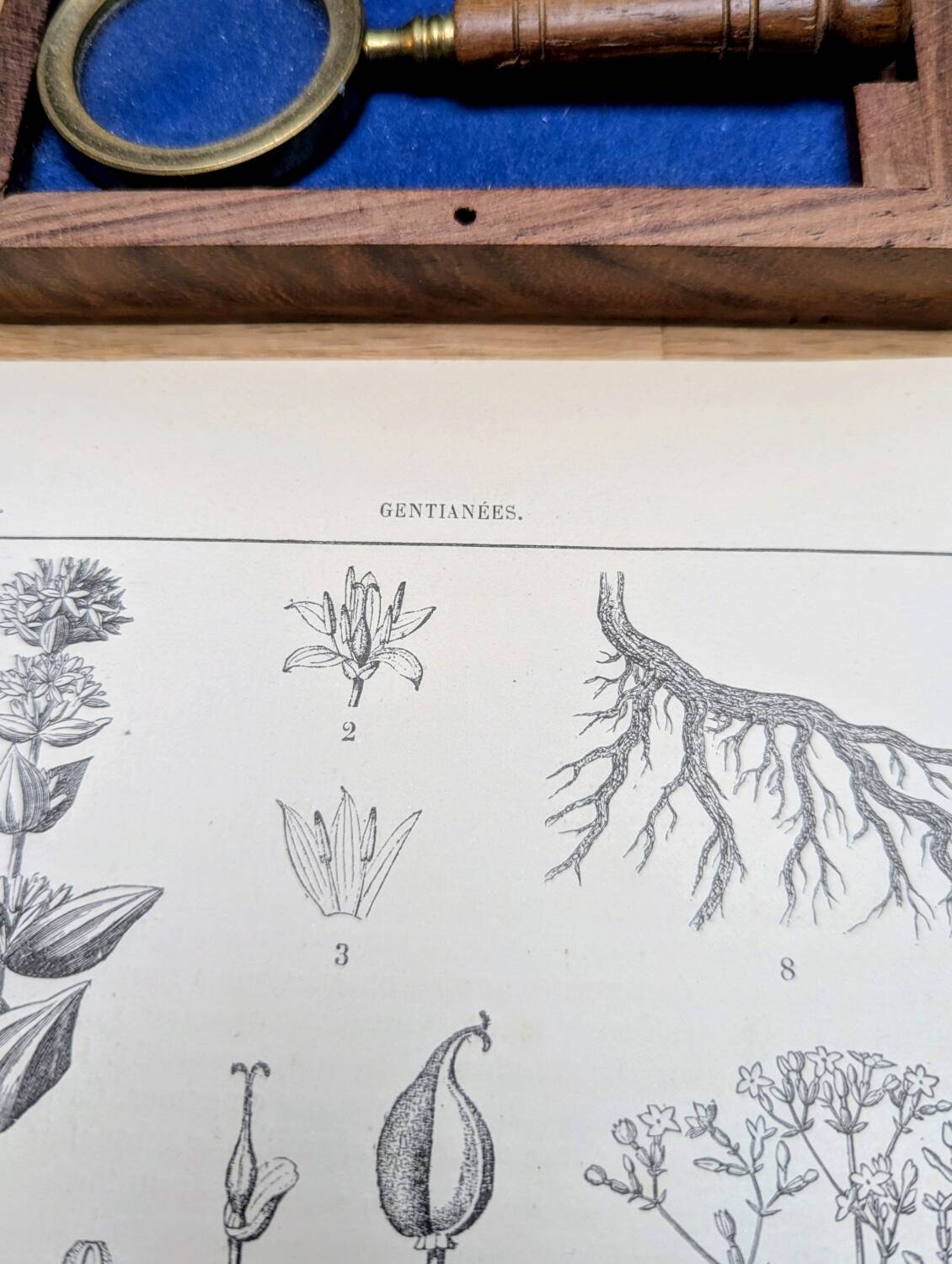 Printed in 1889, the Gentianaceae. Old botanical plate.