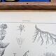 Printed in 1889, the Gentianaceae. Old botanical plate.