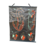 School Poster - circulation heart S6 - P. Sougy - Ets du Dr Auzoux -50's