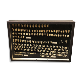 Naturalistic showcase: vole skulls and shrews, twentieth century