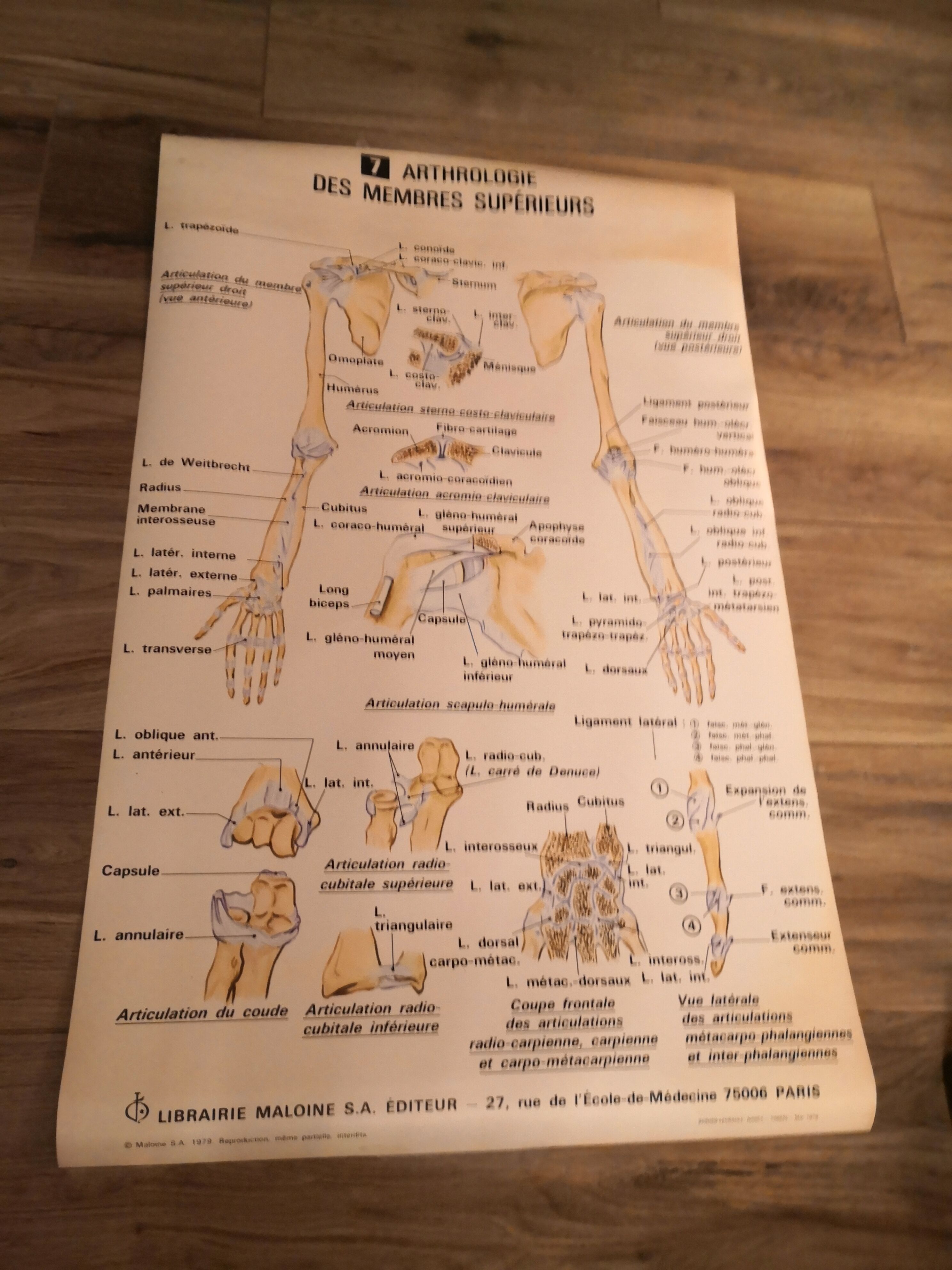 Anatomical poster 70's