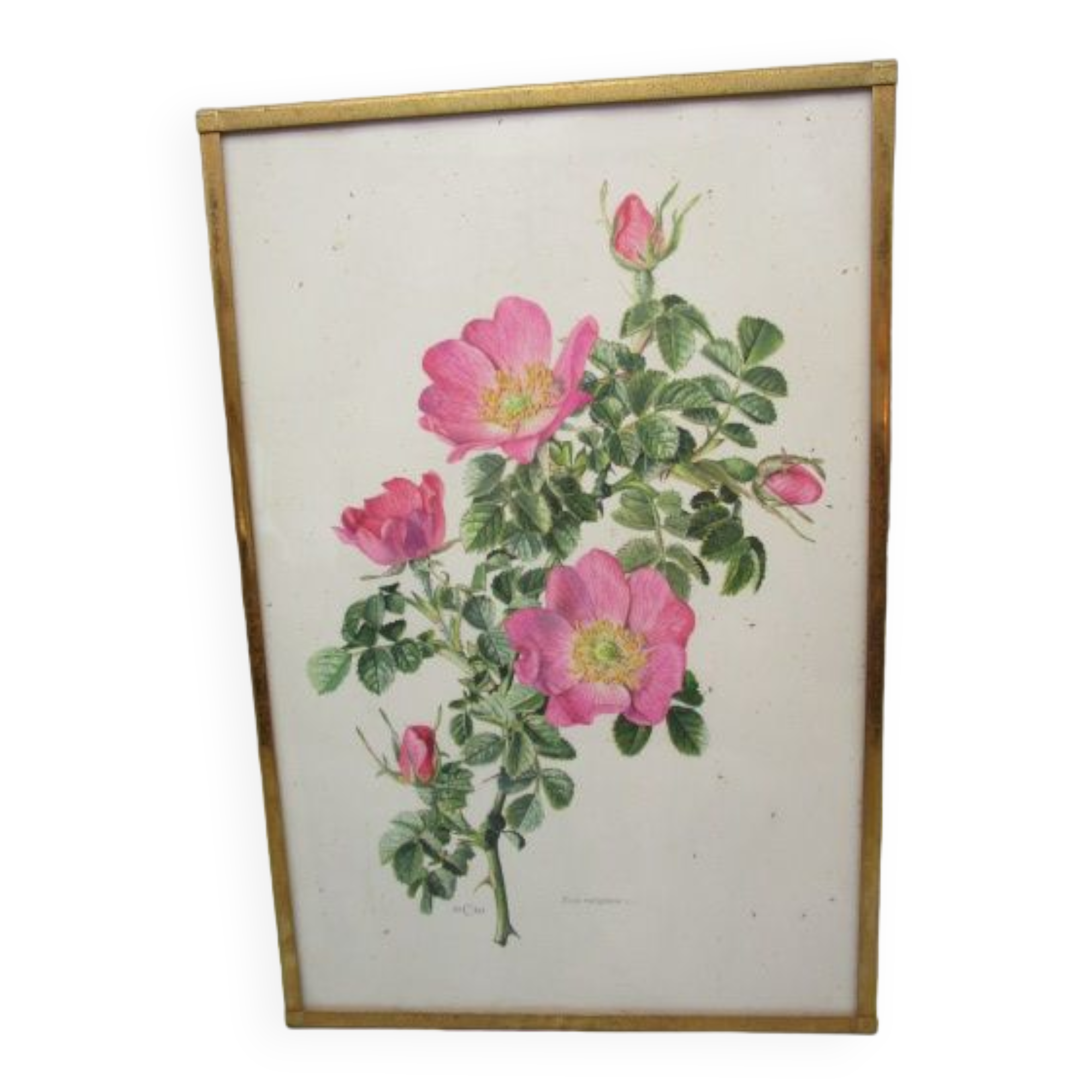 Antique botanical engraving