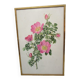 Gravure botanique ancienne
