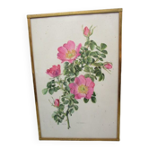 Antique botanical engraving