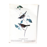 Ornithological setting
