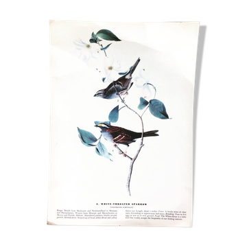 Ornithological setting