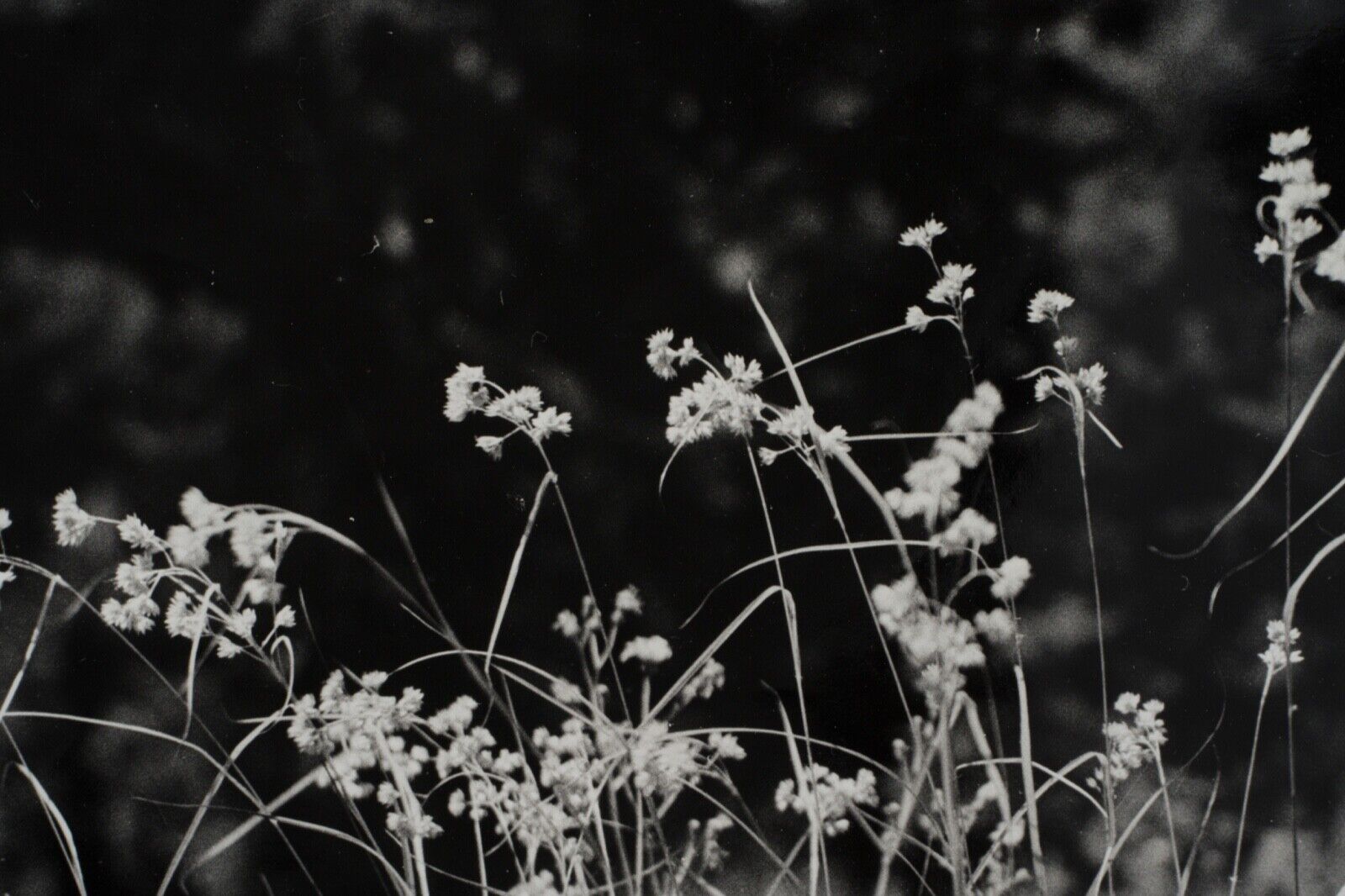 Film photography Bernard Darot Grasses Flowers XXth