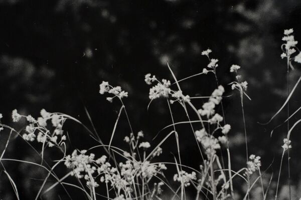 Photographie argentique Bernard Darot Graminées Fleurs XXe
