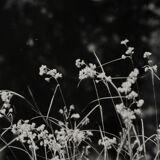 Film photography Bernard Darot Grasses Flowers XXth