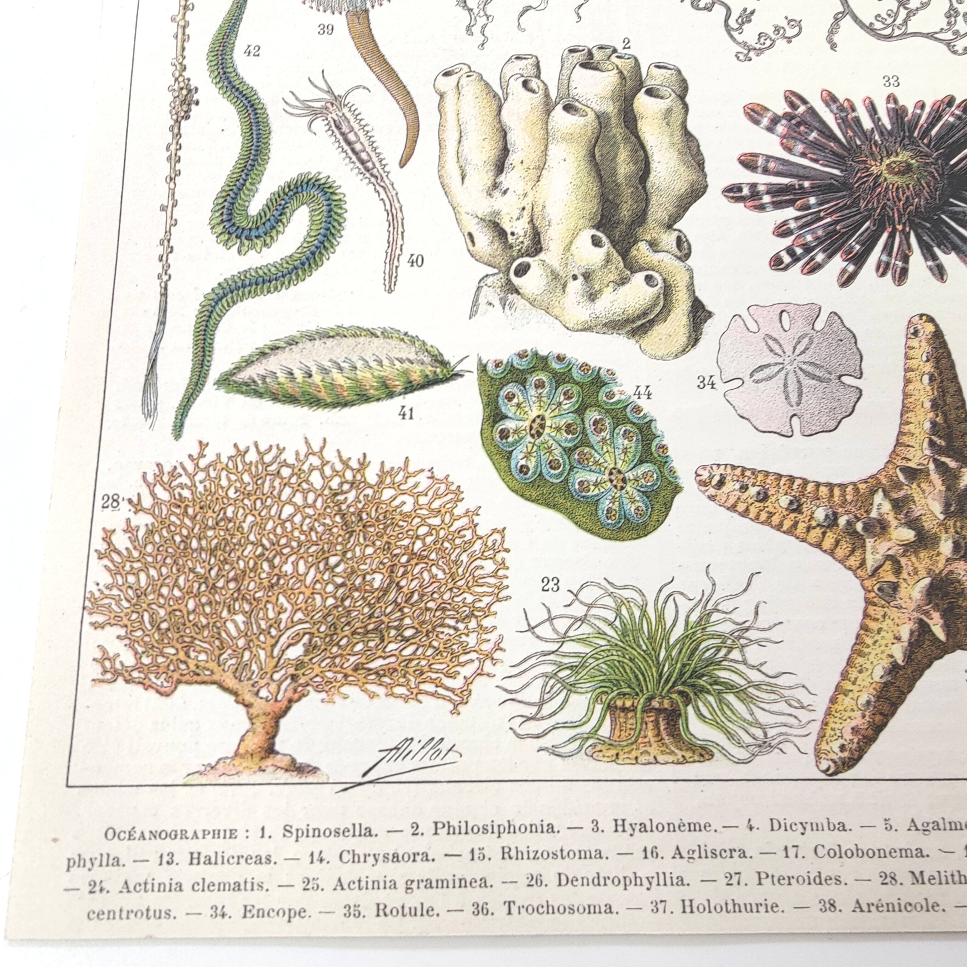 Lithograph plate world of the sea oceanography 1900