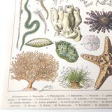 Lithograph plate world of the sea oceanography 1900