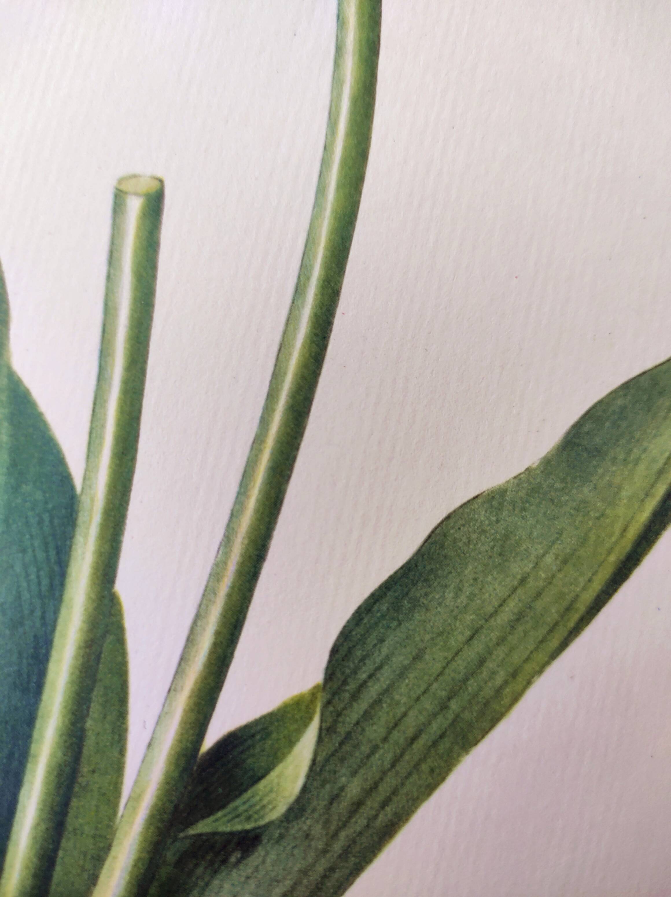 Antique botanical engraving -1955- Tulip - by PJ. Redouté. Vintage nature