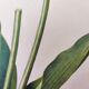Antique botanical engraving -1955- Tulip - by PJ. Redouté. Vintage nature