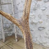 Old horn lamp