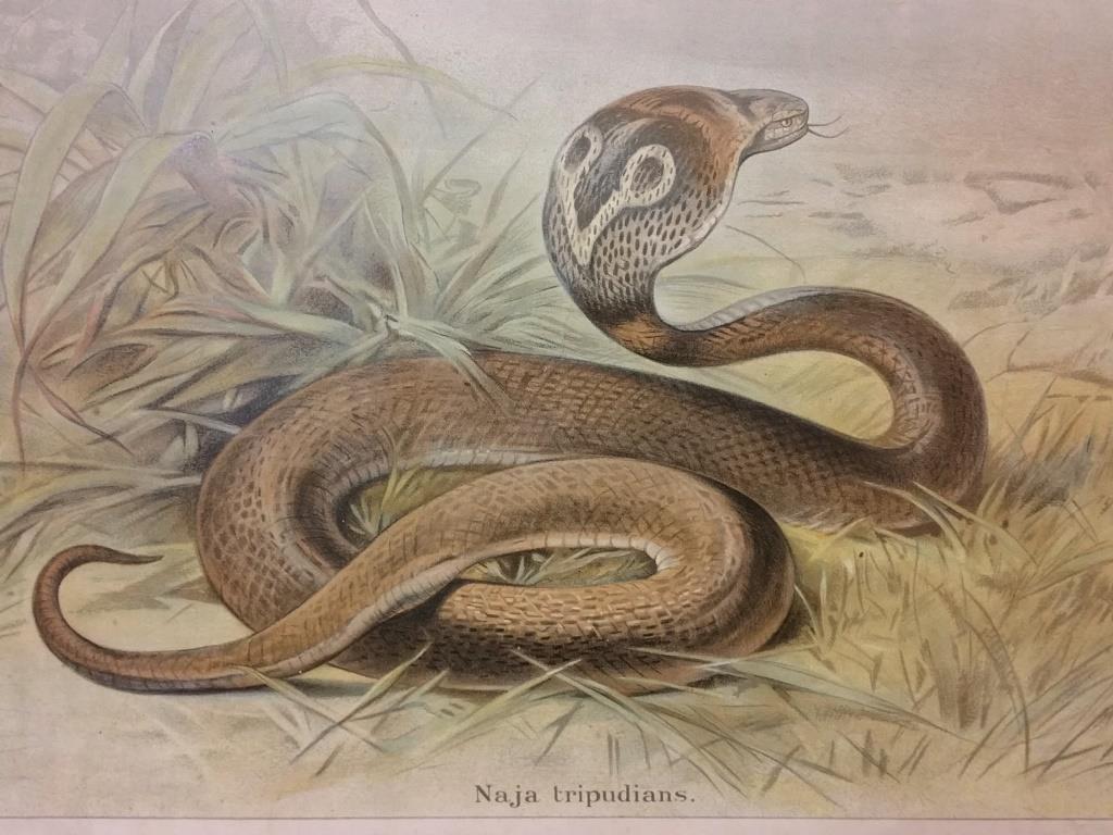 Affiche scolaire d'histoire naturelle