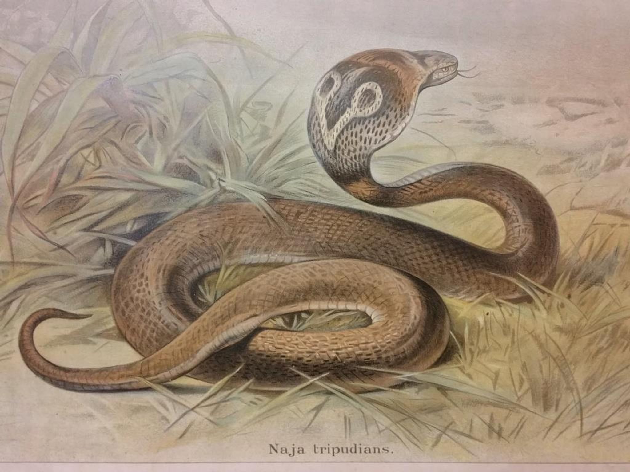 Affiche scolaire d'histoire naturelle