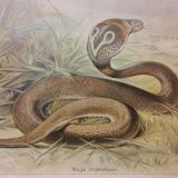 School poster of natural history