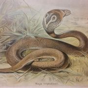 Affiche scolaire d'histoire naturelle