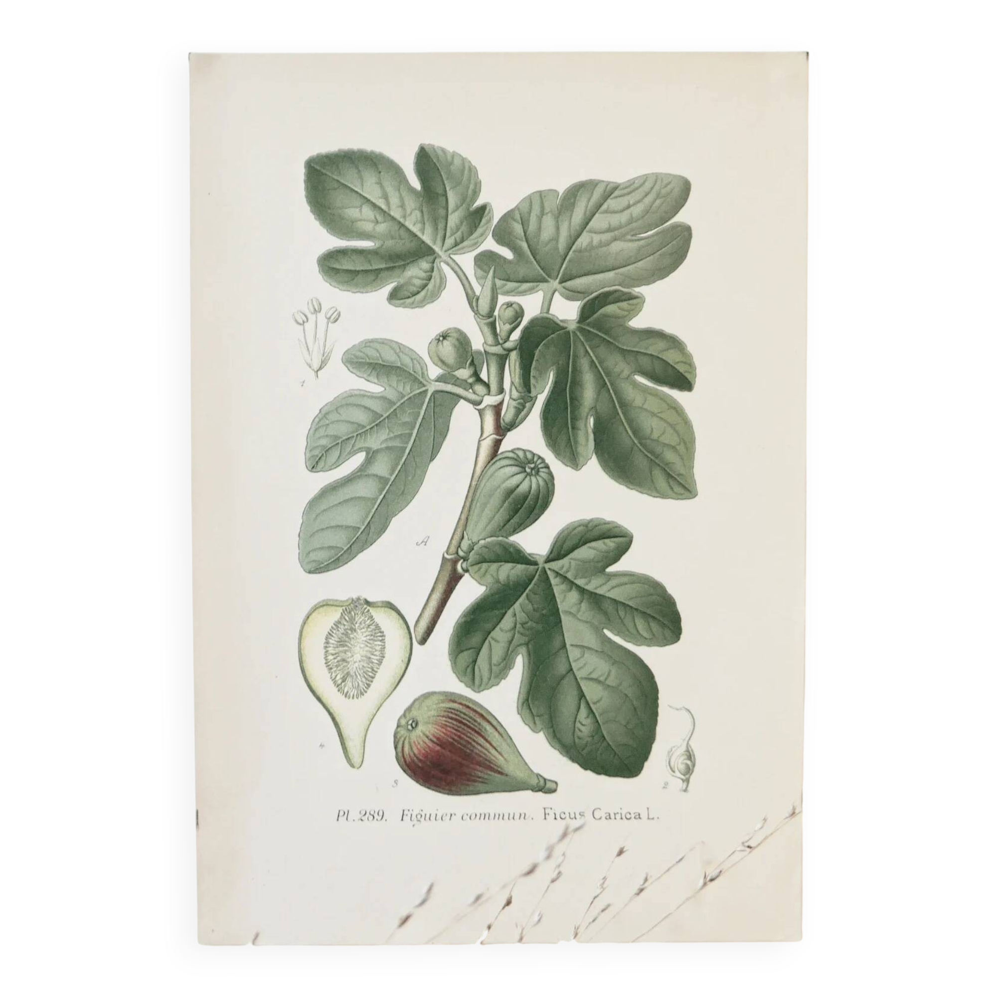 Botanical colour plates of Fig tree