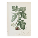 Botanical colour plates of Fig tree