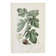 Planche de botanique couleurs Figuier