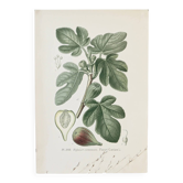 Botanical colour plates of Fig tree