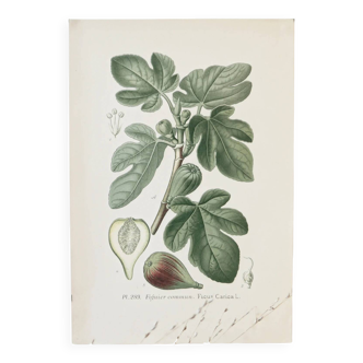 Botanical colour plates of Fig tree