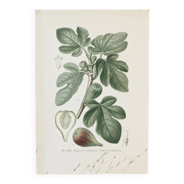 Planche de botanique couleurs Figuier