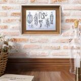 Printed in 1851, Zoological Poster.