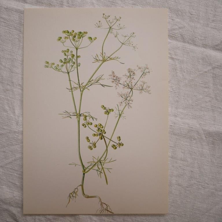 Radiant Bifora botanical plate