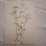 Radiant Bifora botanical plate